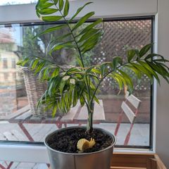 Parlour Palm