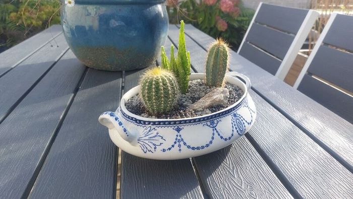 Fabulous Antique W. Adams Two-Handled Tureen with Cacti Garden - A Fabulous Unique and Decorative Item for Display Indoors