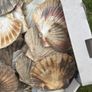 Flat sea shells Image 8