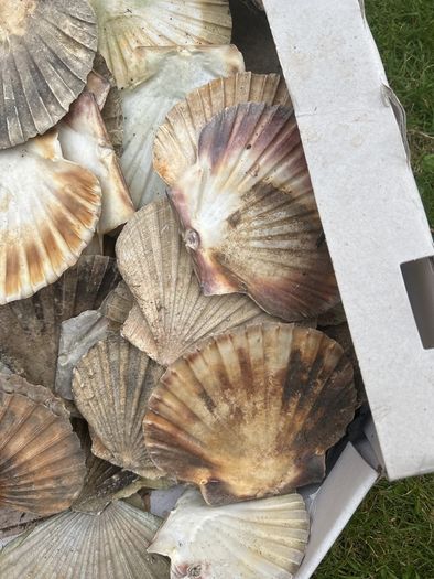 Flat sea shells