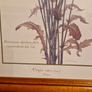 1980's Crepis Rubra framed picture Image 2