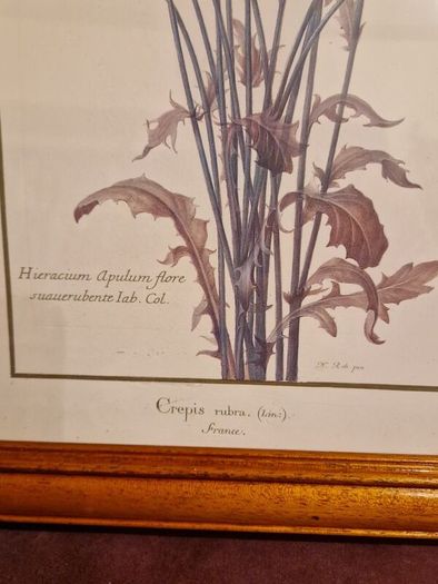 1980's Crepis Rubra framed picture