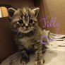 kitten Image 5