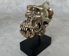 Gorilla Skull - Polished Bronze (Signed)