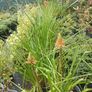 plants Image 3