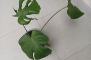 Monstera house plant