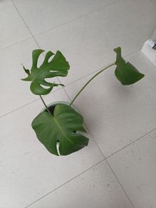 Monstera house plant