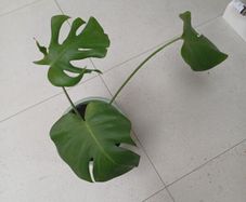 Monstera house plant