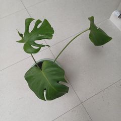 Monstera house plant