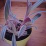 Plants Image 2