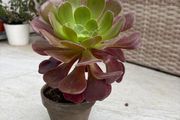 aeonium plant