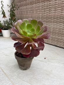 aeonium plant