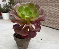aeonium plant