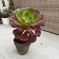 aeonium plant