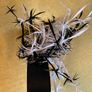 fascinator black and white on band Image 3
