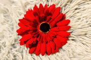 Red Gerbera Hair Clip  Bright, Bold &amp; Versatile