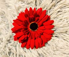 Red Gerbera Hair Clip  Bright, Bold & Versatile
