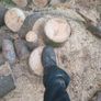 logs Image 2
