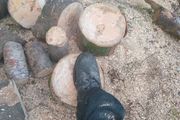 firewood /logs