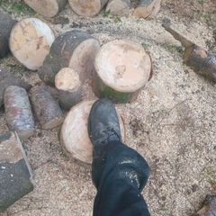firewood /logs