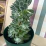 Succulent flower plant Image 6