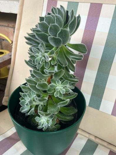 Succulent flower plant