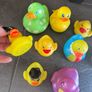 Ducks Image 3