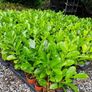 Hardy Fuchsia Hedging Image 9