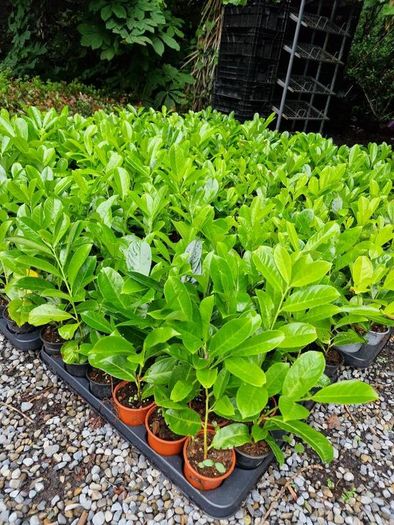 Hardy Fuchsia Hedging