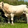 Pedigree Charolais Bulls Image 3