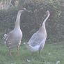 Chinese geese pair. Image 3