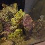 marine fish tank Image 6