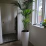 kentia planter Image 5