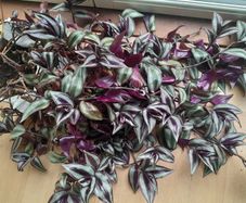 Tradescantia Cuttings