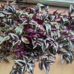 Tradescantia Cuttings