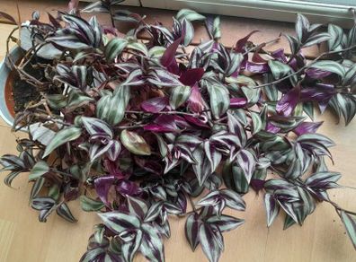 Tradescantia Cuttings