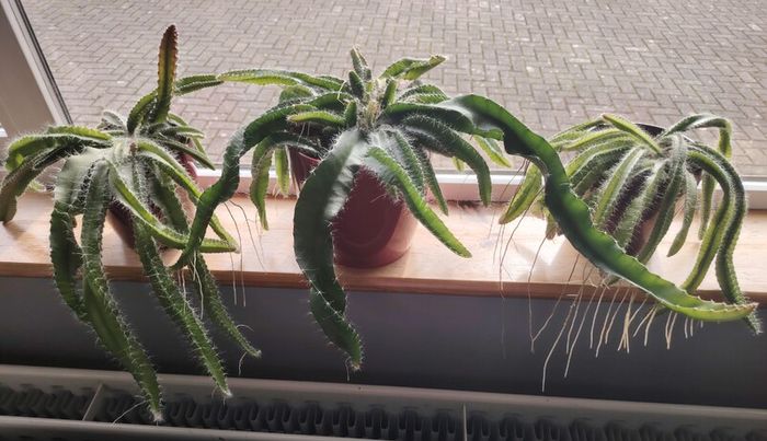 Cutting of Tropical Climbing Cactus