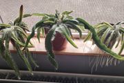 Cutting of Tropical Climbing Cactus