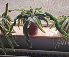 Cutting of Tropical Climbing Cactus