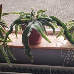 Cutting of Tropical Climbing Cactus