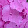 Hydrangea Image 3