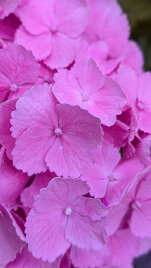Hydrangea