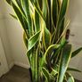 Sansevieria Laurentii Image 2