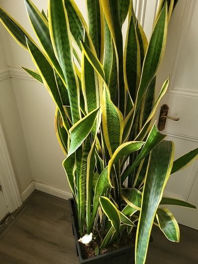Sansevieria Laurentii