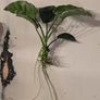 Anubia Barteri aquarium plant Image 3