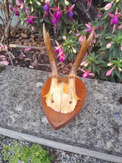 vintage hunting trophy
