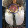 HEALMAX (treatment for Mortellaro and Footrot) Image 5