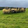 Lanark rams Image 3