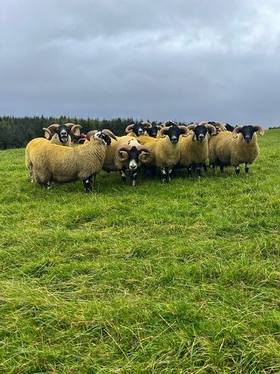 Lanark rams
