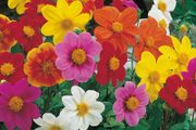 (D) Dahlia Piccolo mix seeds (0,5g) (415458)